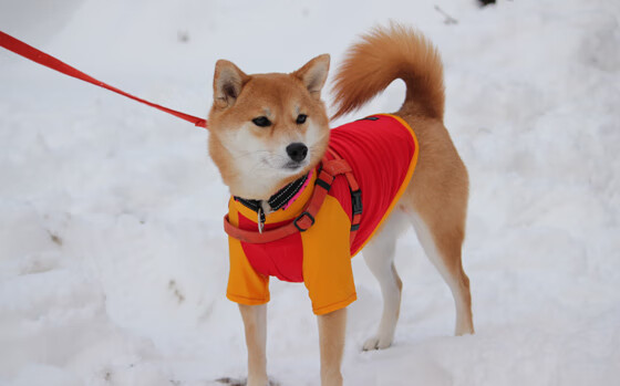 体育赛事安全管理体系建设,体育赛事安全管理体系建设包括